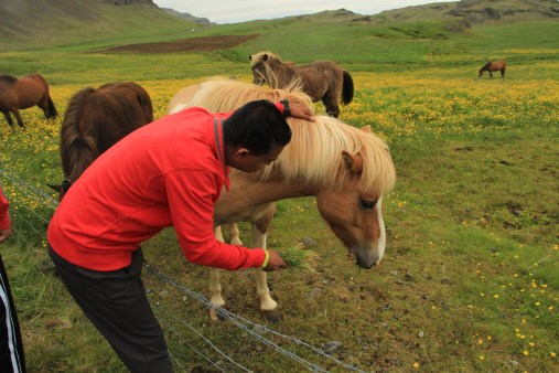 friendly Icelandic horses